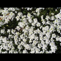 Alchemilla Grossidens (fam. Rosacees) (11)